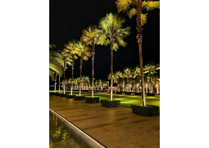 garden palm tree decoration