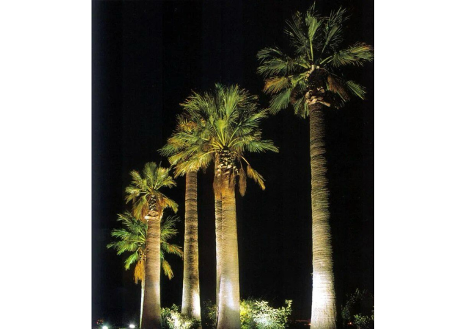 palm tree decoration