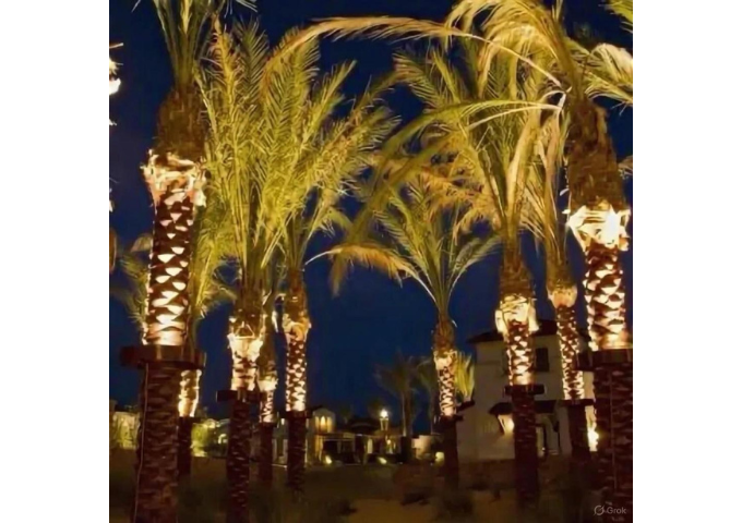 tree uplighiting and decore