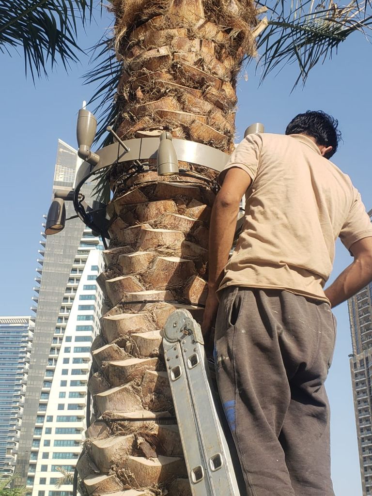 Lighting of palm trees at Dubai Marina