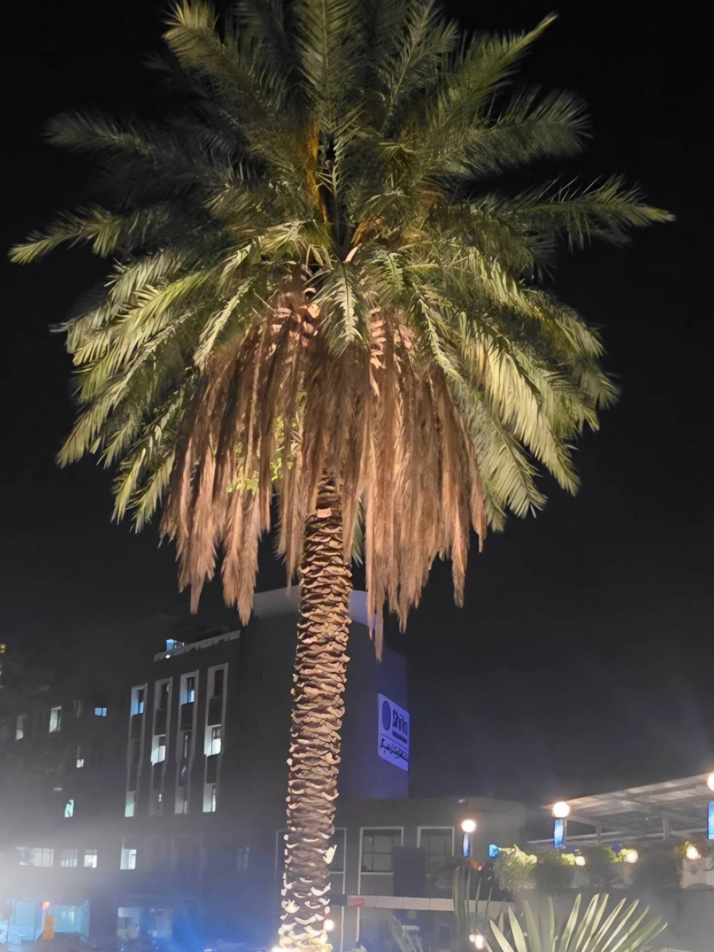 Palm tree lighting