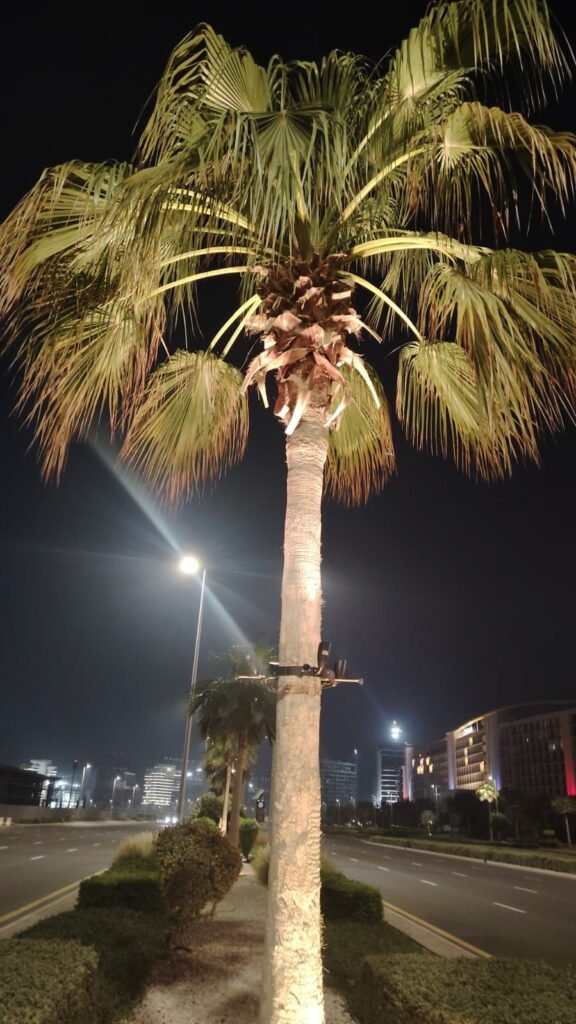 palm tree lights installed at palm jumeira uae