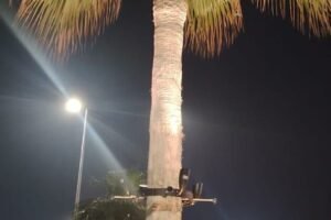 palm tree lights installed at palm jumeira uae