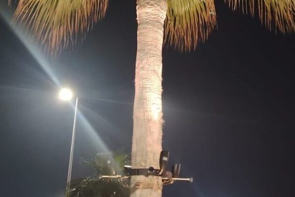 palm tree lights installed at palm jumeira uae