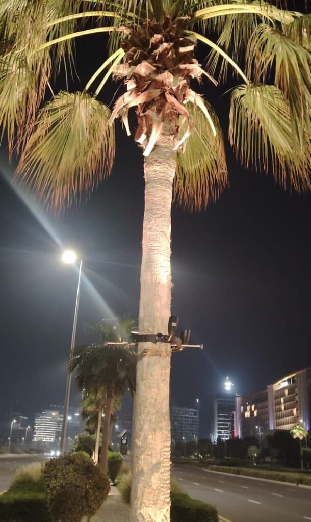 palm tree lights installed at palm jumeira uae